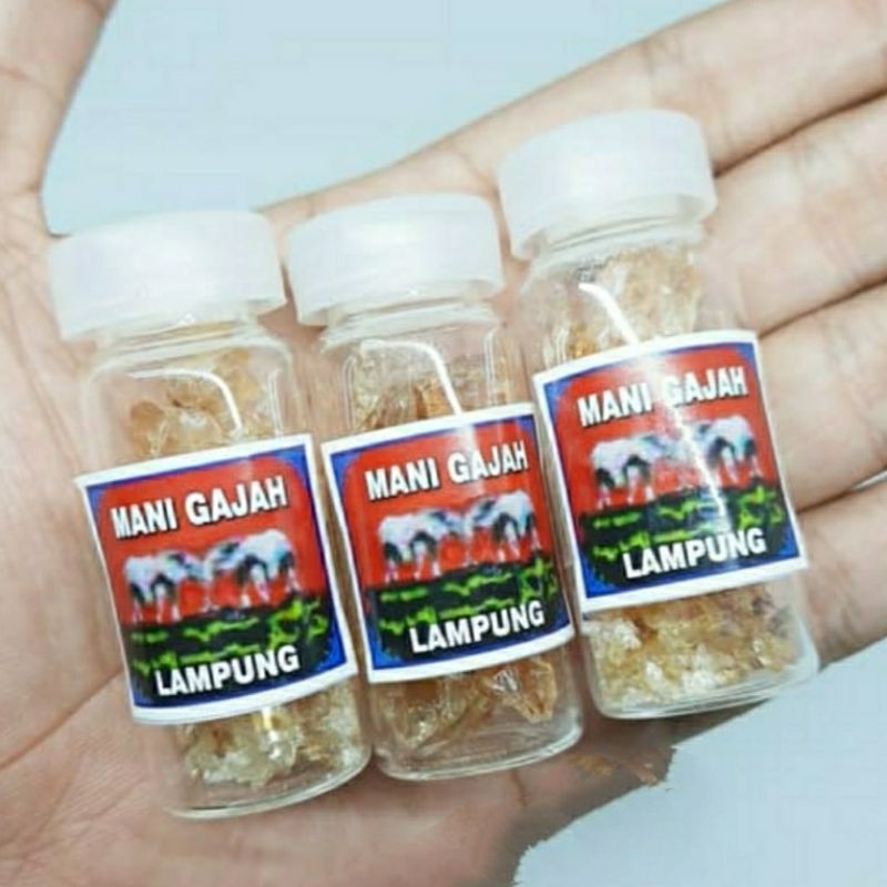 mani gajah asli lampung