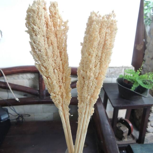 3 5 TANGKAI BUNGA CANTEL SORGUM DRIED FLOWER UNTUK 3 5 TANGKAI BUNGA CANTEL SORGUM DRIED FLOWER UNTUK