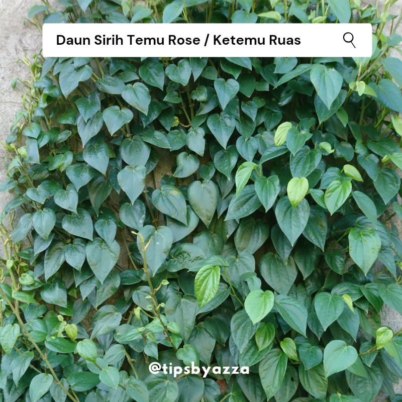 Daun Sirih Temu Rose | Daun Sirih Ketemu Ruas | Daun Sirih Segar Langka