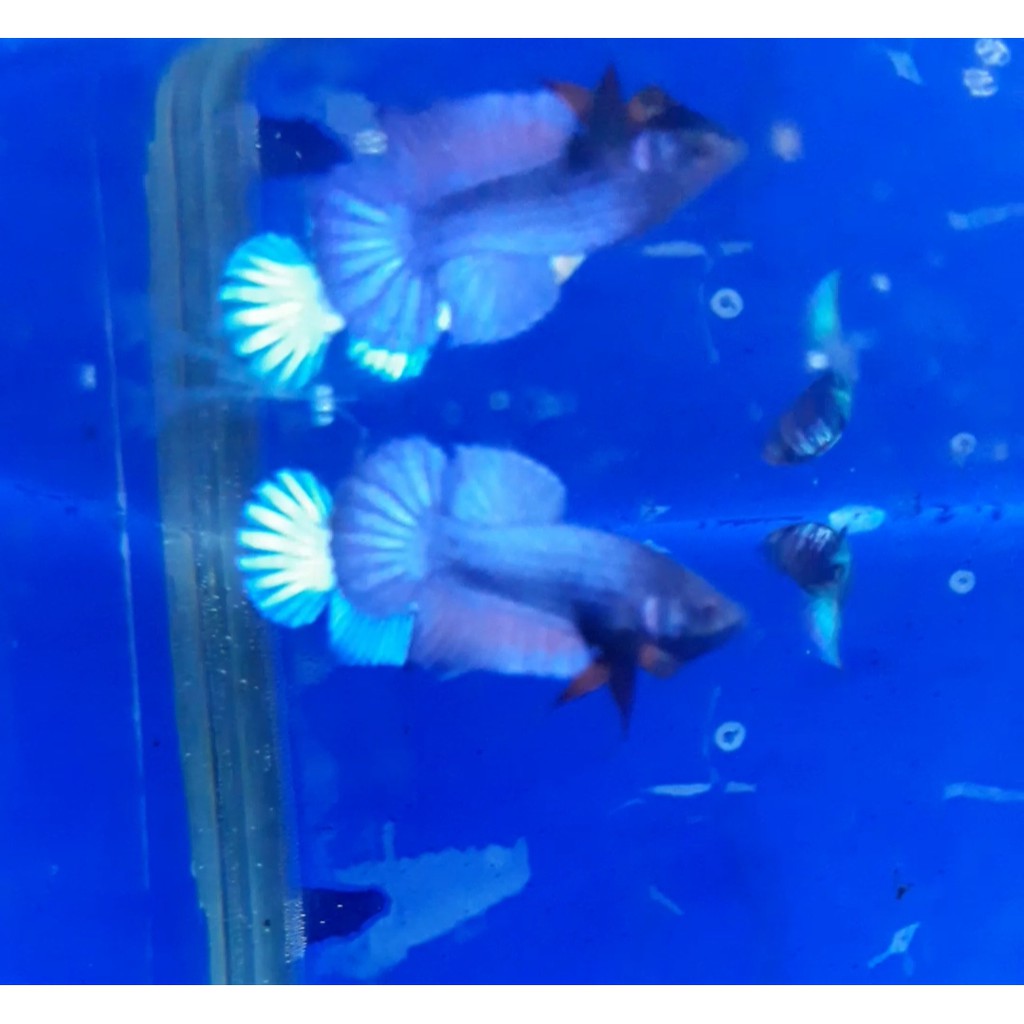 Ikan cupang jenis besgel