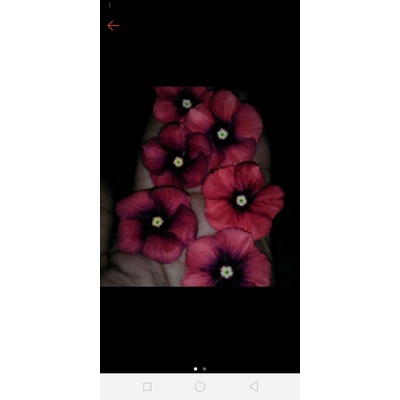 vinca orange dark eye