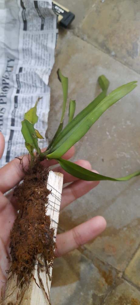 Sarcoglyphis Comberi