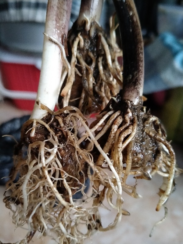 Keladi Urat Merah / Keladi Fanny Munson/ Keladi Brandy Wine