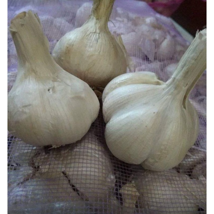 

BAWANG PUTIH/500g/BAWANG PUTIH KATING/BAWANG MURAHHHH