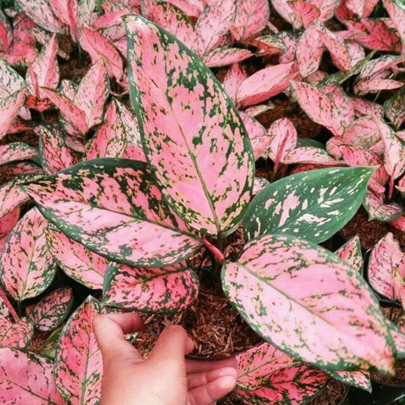 Aglonema Lady Valentina Remaja Daun 7- 8 / Tanaman Hias Aglonema Lady Valentine