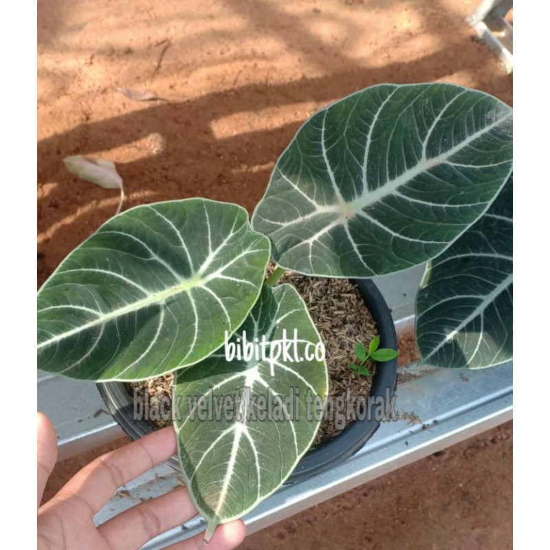 black velvet/ keladi tengkorak