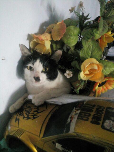 Qnunbatik Hem/kemeja Atasan Batik Anak Cowok Gentong Hitam