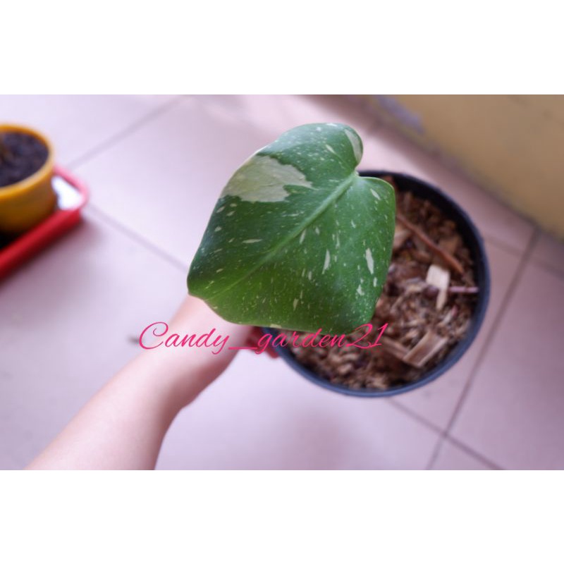 Monthai Constellation