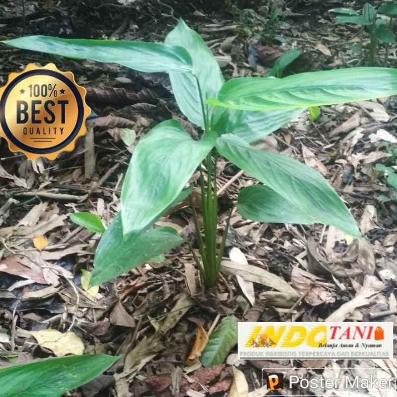 bibit umbi garut +umbi