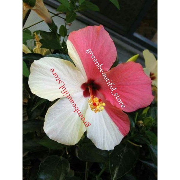 Tanaman hias hidup kembang sepatu indonesia raya - hiasan taman bunga hidup