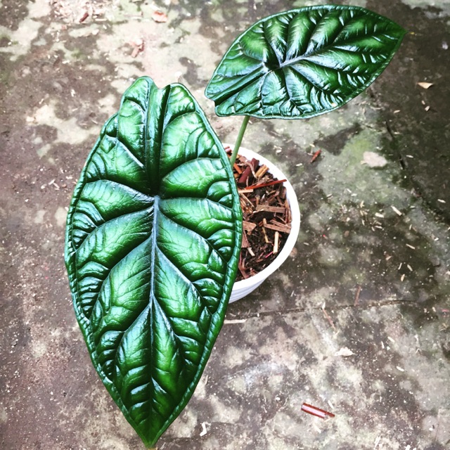 Alocasia Dragon Scale