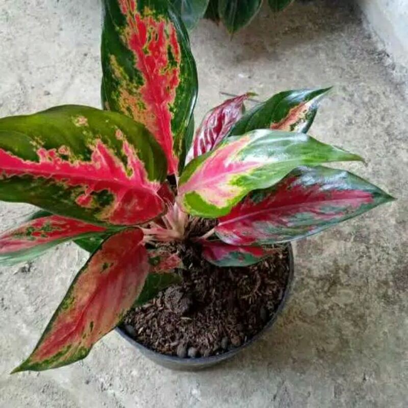 aglonema kocin camelon dewasa