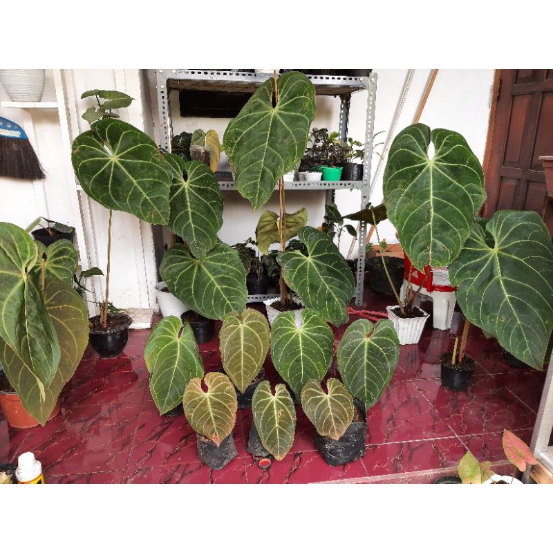 anthurium kuping gajah verde jumbo