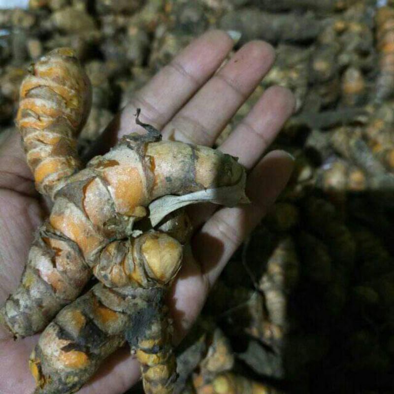 

kunyit mentah