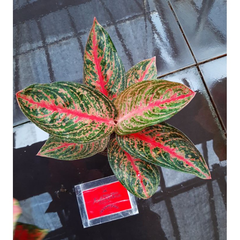 AGLONEMA WIDURI/TANAMAN HIAS WIDURI/AGLONEMA IMPORT