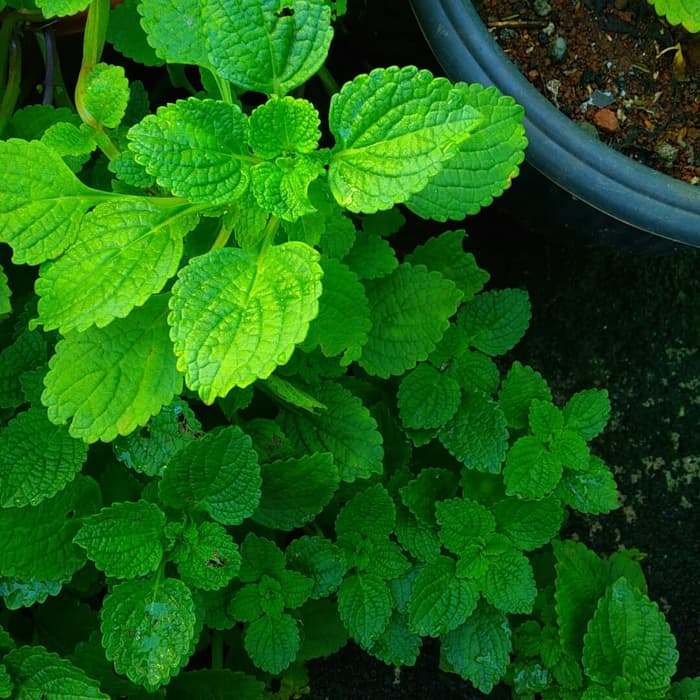 

daun mind herbal pangandaran