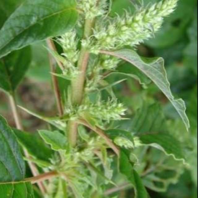 

Tanaman bayam duri segar