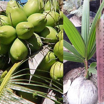 KELAPA PANDAN WANGI THAILAND