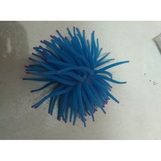 Terpopuler Aquarium Ikan Hias Air Laut Anemon Replika Uk Medium