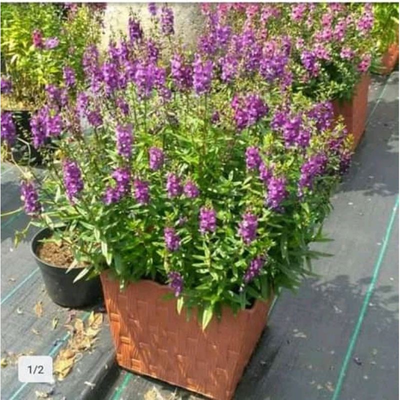 bibit bunga lavender