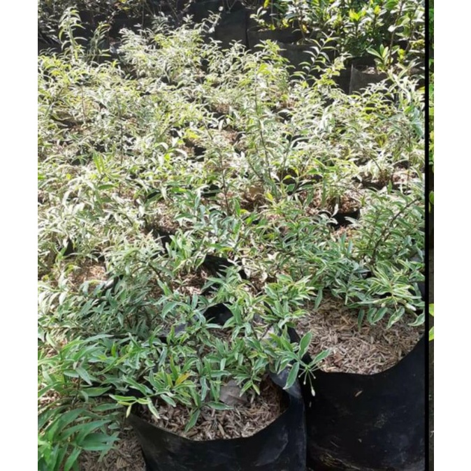 Bahan Bonsai Anting Putri Micro Variegata