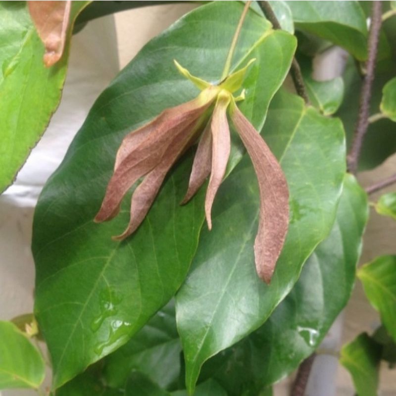 Tanaman Kenanga Merah Langka Wangi