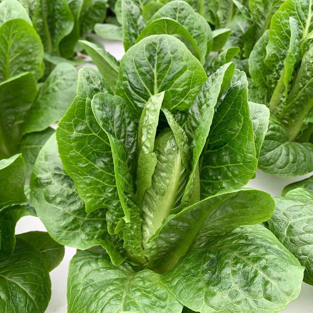 100 Bibit Selada Romaine Hijau Benih Sayuran Selada Lettuce Green Romaine Sayur Known You Seed