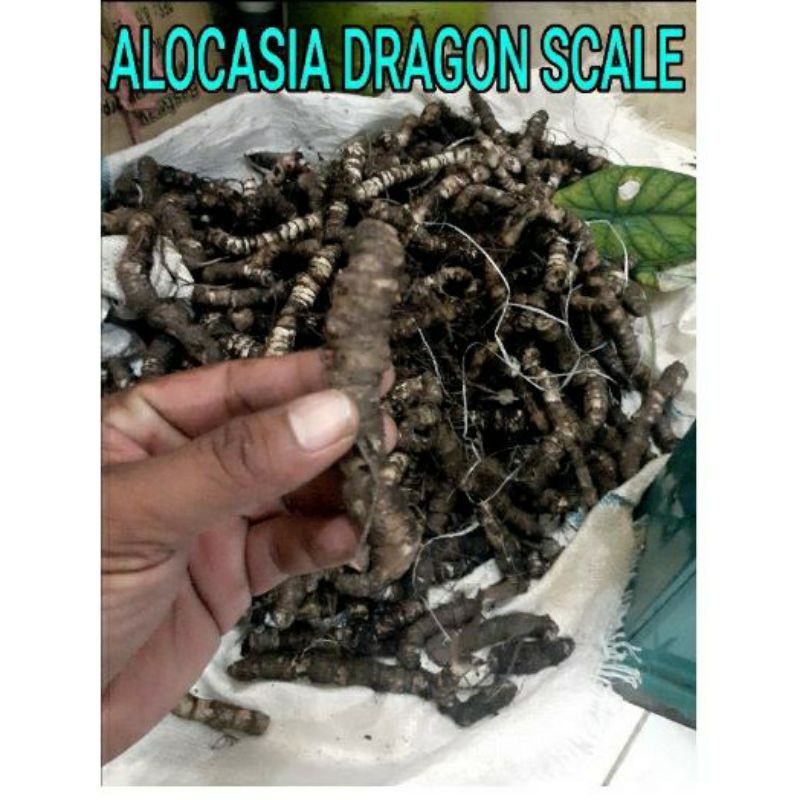 KEMBANG TUNAS AKAR BAWAH KELADI HIAS TULANG TENGKORAK ALOCASIA/ALOKASIA DRAGON SCALE