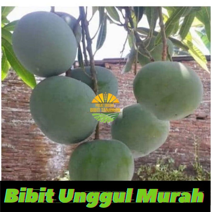 Bibit mangga kelapa super