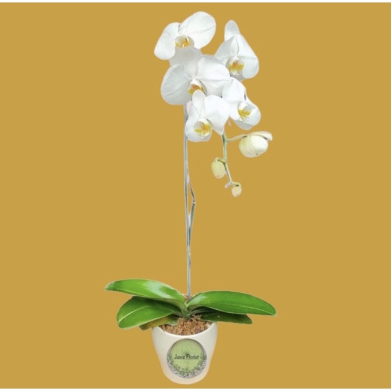 Bunga Anggrek Bulan (1 Tangkai & Pot)