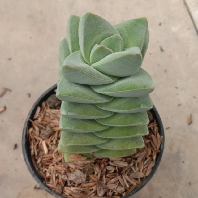 Kaktus Sukulen Crassula Moonglow