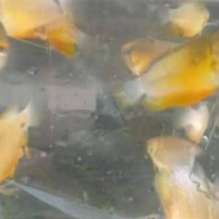 

ikan sepat madu/ aquascape 2 ekor