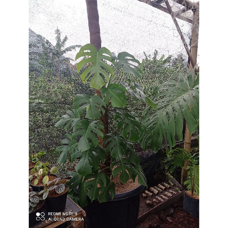 

bibit daun monstera borsi
