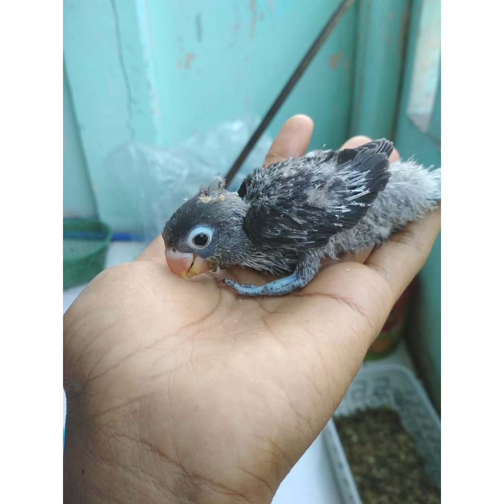 Jual Lolohan Lovebird Batman | Shopee Indonesia