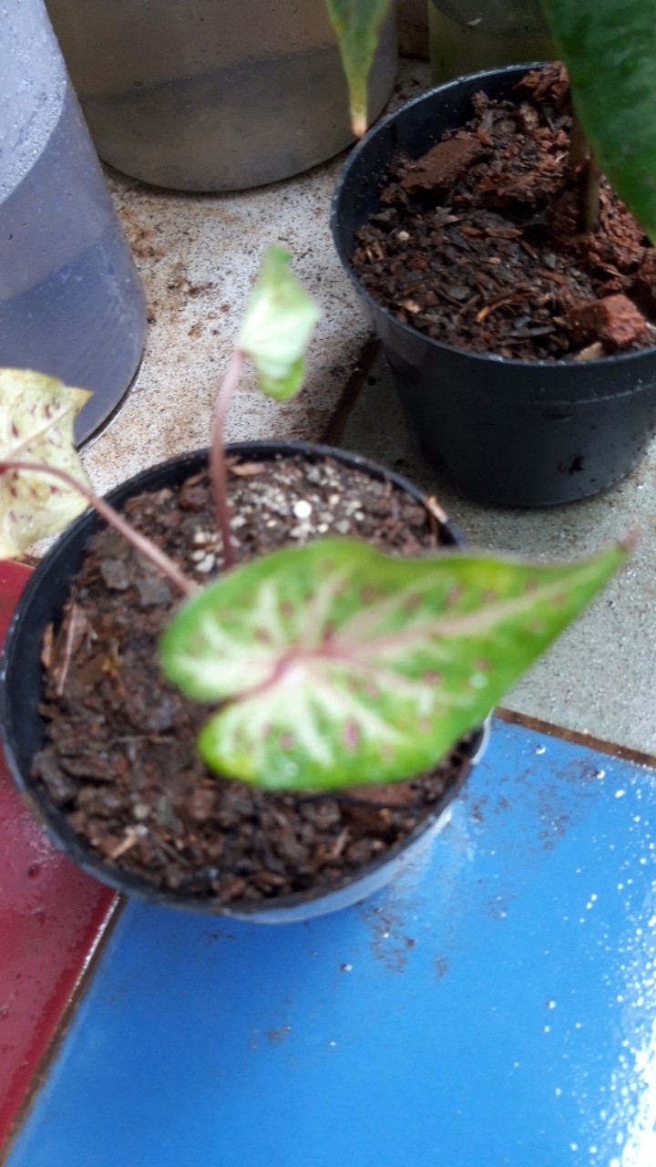 Caladium Gingerland / Dikirim Anakan Keladi Gingerland