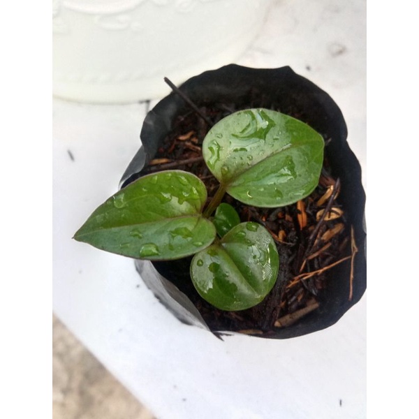 hokeri hitam garansi