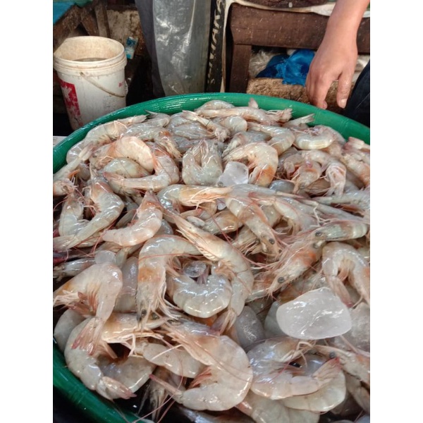 

BSM | TERMURAH Udang Kelong Besar Segar 250gr - 1kg / Udang Kelong | Sayur online