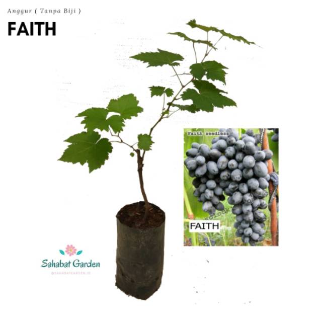 ANGGUR NON BIJI