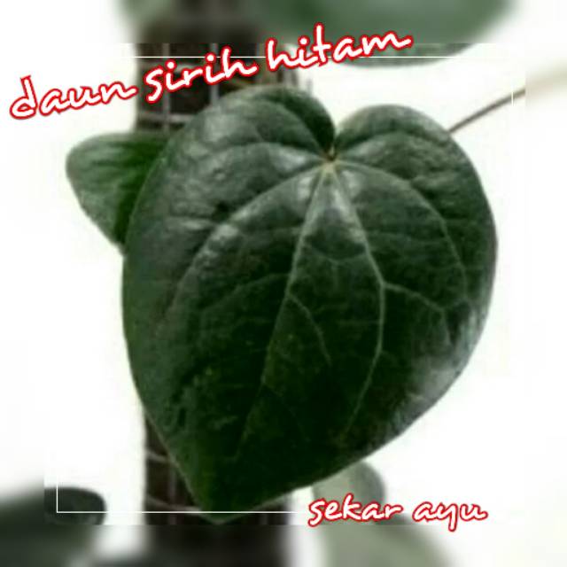 Tanaman Sirih Hitam.