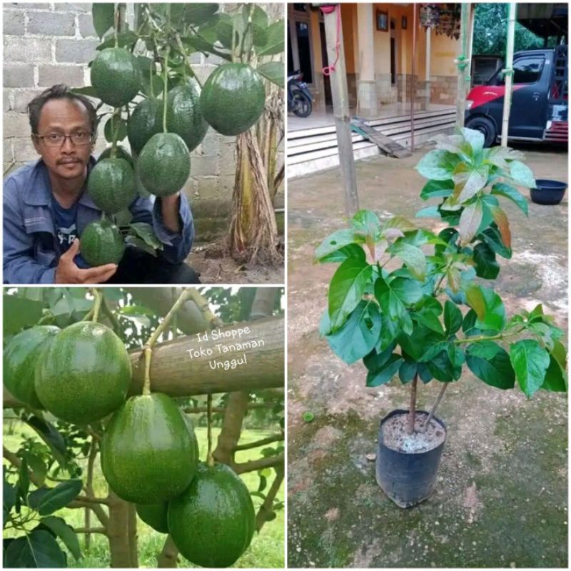 Bibit Alpukat Markus Jumbo