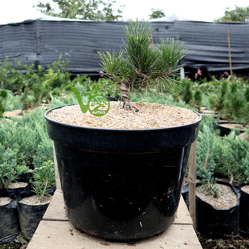 Bonsai Japanese Black Pine - 6