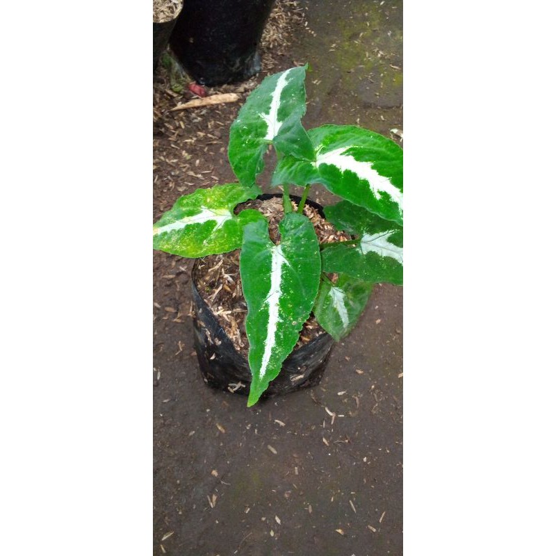 syngonium wendlandii