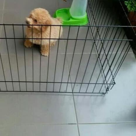 ✥ Kandang Pagar Besi Anjing Kucing Kelinci Ayam Hewan - S-111 ✻