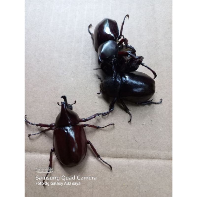 kumbang tanduk badak atau young xilotrupes gideon