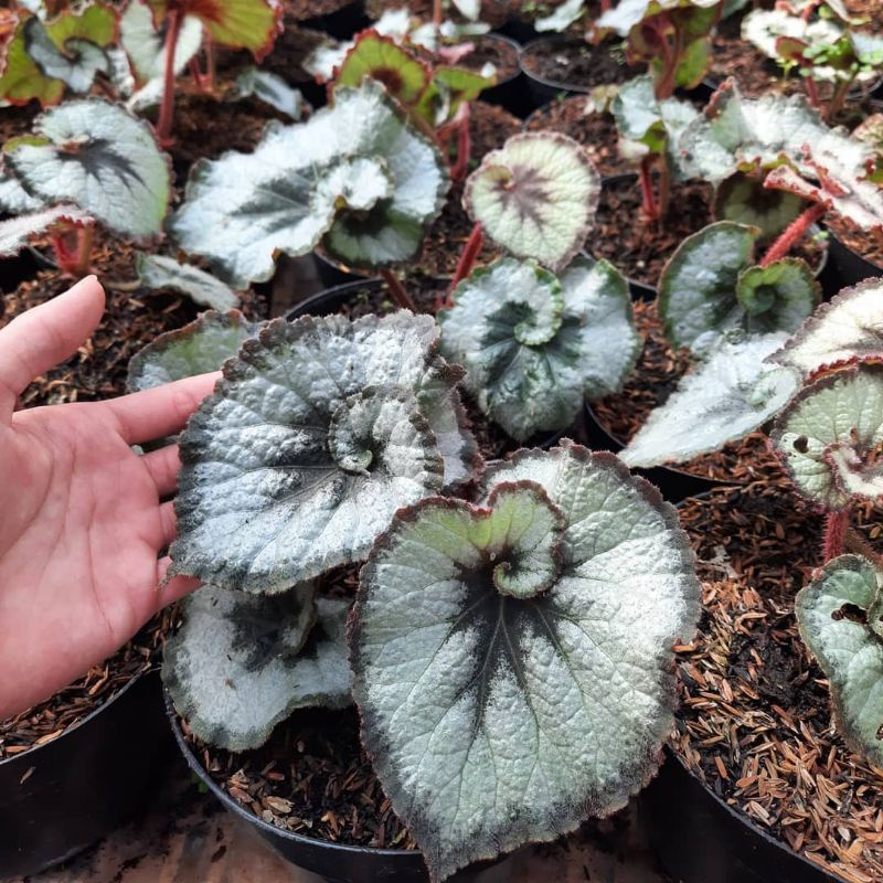 Tanaman Begonia escargot/keong