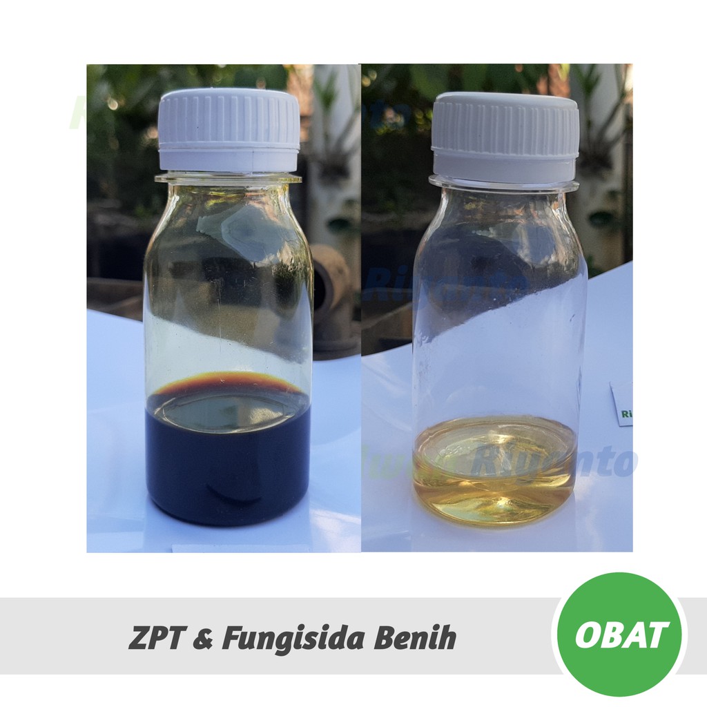 OBAT Khusus Semai Cabai  yaitu ZPT Zat Pengatur Tumbuh dan Fungisida
