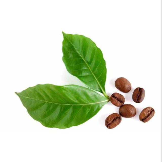 

Readyy Daun kopi segar alami netto 100gram siap petik