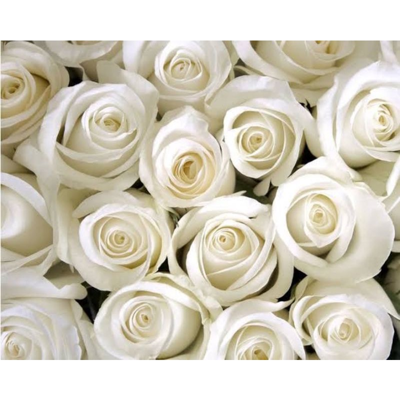 Bunga mawar potong putih holand per tangkai fress