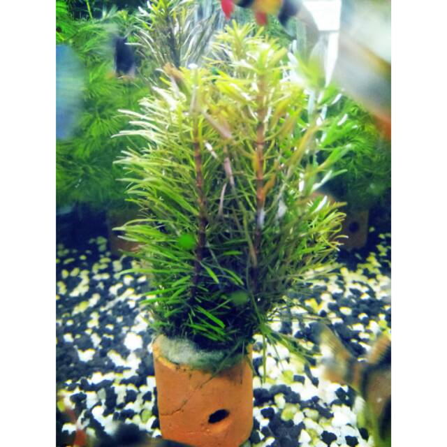 Tanaman air / tanaman hias aquarium