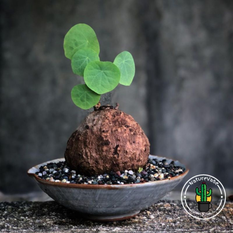 STEPHANIA VENOSA CAUDEX